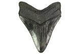 Fossil Megalodon Tooth - South Carolina #148709-2
